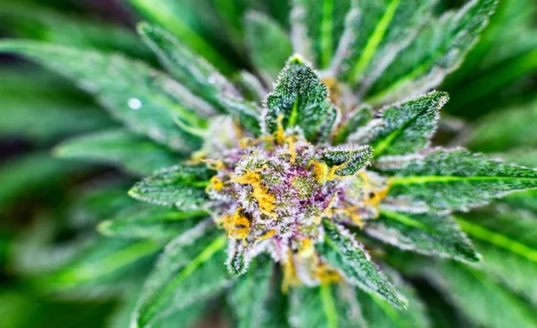 How THCA Concentrates Deliver Greater Potency For Experienced Cannabis Enthusiasts