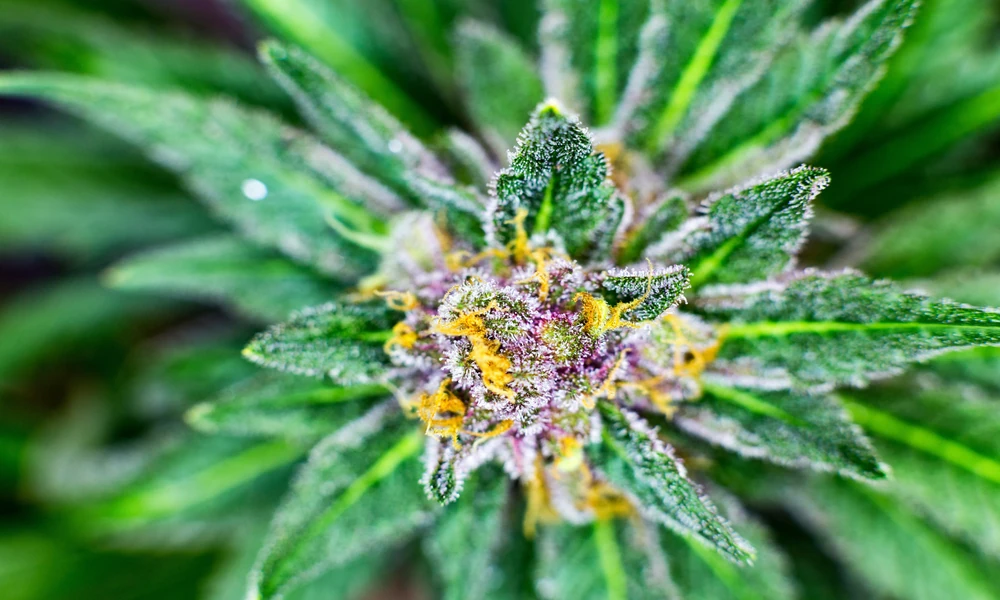 How THCA Concentrates Deliver Greater Potency For Experienced Cannabis Enthusiasts
